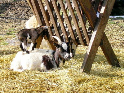 Bild 29 aus  Ferien & Freizeithof Meutstege