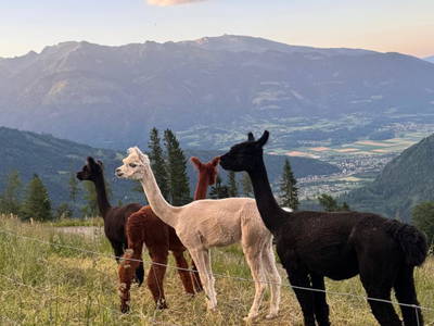 Bild 102 aus  Ferienwohnung Wallner