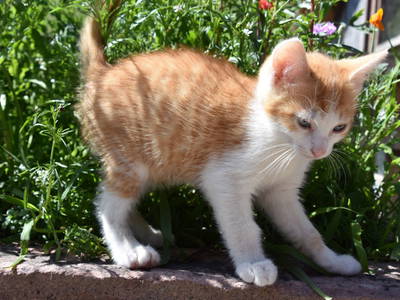 Bild 21 aus  Vogtbenedikthof im Schwarzwald