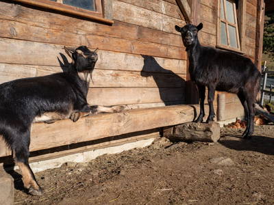 Bild 63 aus  Familienhotel-Gasthof Hinteregger