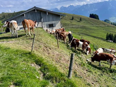 Bild 58 aus  Lochner Alm