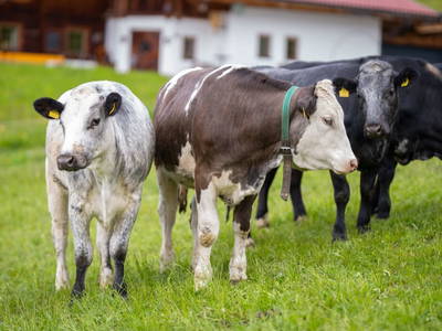 Bild 23 aus  Bauernhof Streitenau