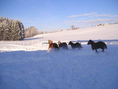 Bild 237 aus Kinderparadies Bachbauer
