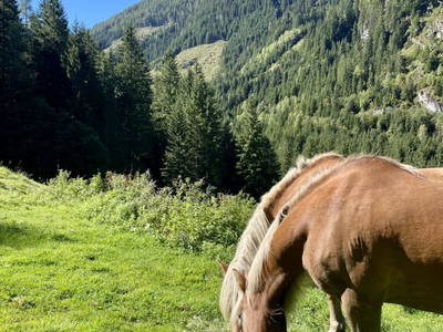 Bild 156 aus  Heisshof 