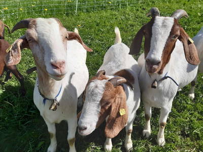 Bild 32 aus Ferienbauernhof Dür
