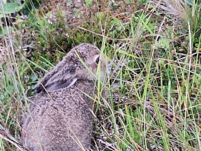 Bild 87 aus  Almhütte Pucher