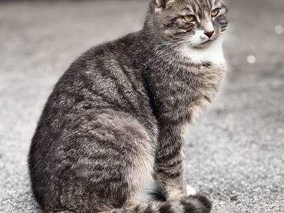 Bild 169 aus  Erbhof Hinting + Appartementhaus Hinting