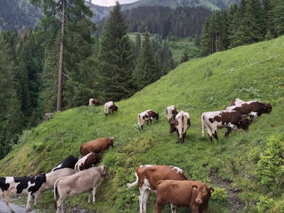 Bild 59 aus  Hoislbauernhütte