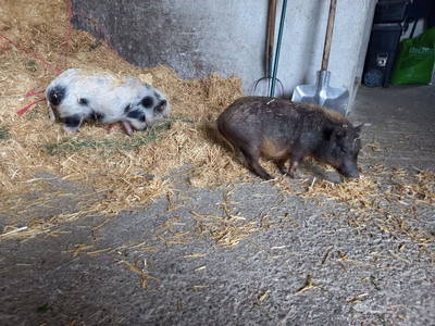 Bild 47 aus  Bio Chalet "Haus Wagner"