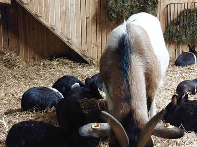 Bild 183 aus  Erbhof Hinting + Appartementhaus Hinting