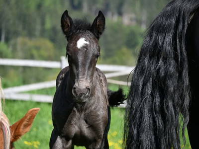 Bild 16 aus  Ferienwohnung Feistritzer Holdernig