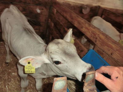 Bild 58 aus  Bio-Urlaubshof Dansbach