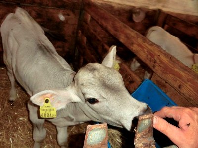 Bild 15 aus Bio-Urlaubshof Dansbach