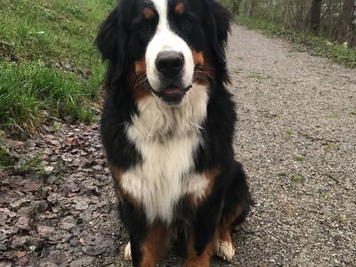 Bild 25 aus  Ferienwohnungen Ranstl