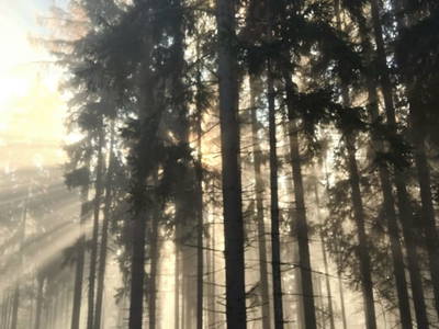 Bild 66 aus  Himmelbauer