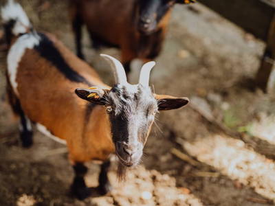 Bild 57 aus  Ferienhof Hinterstrasser Fam. Putz