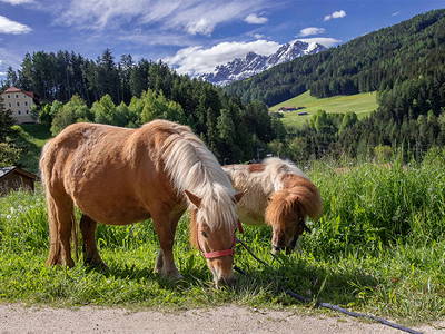 Bild 5 aus  Willmüllerhof