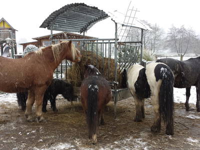 Bild 19 aus  Schneidmühle