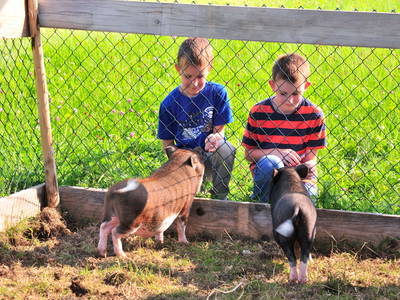 Bild 6 aus  Ferienhof Gomm