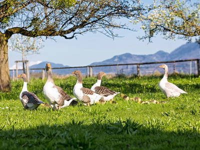 Bild 13 aus  Zaißlhäusl Hof inkl. Chiemgau-Karte ab 1.5.2026
