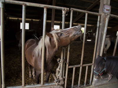 Bild 65 aus  Allgäu Bergferienhof