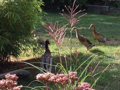 Bild 10 aus  Auszeithaus Brigittenhof