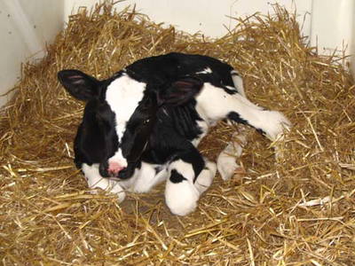 Bild 20 aus  Schmiedshof