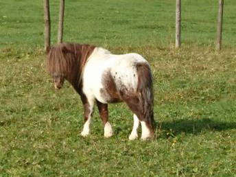 Bild 14 aus  Landhaus am Fellhorn