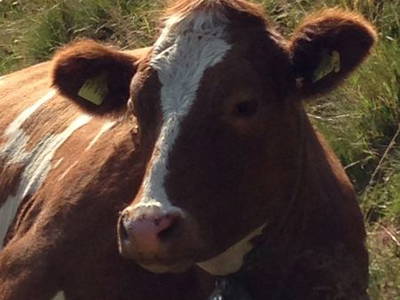 Bild 17 aus  Ferienhof Fink