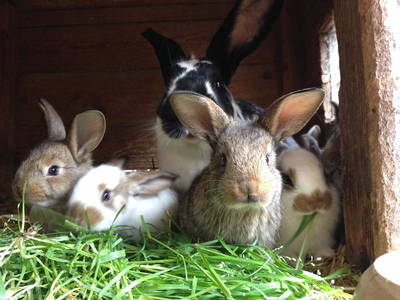 Bild 8 aus  Ferienhof Bentele