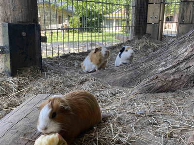 Bild 17 aus  LandSelection Rüsterhof