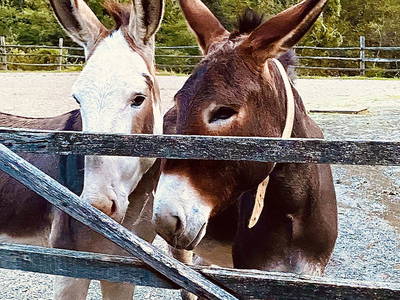 Bild 7 aus  Agriturismo Valle Chiappella