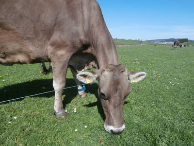 Bild 19 aus  Martinshof