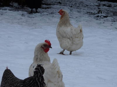 Bild 25 aus  Fjordgestüt Süderstapel GbR