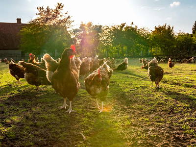unsere fleißigen Hühner