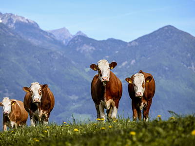 Bild 42 aus  Kircherhof