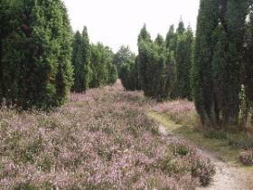 Bild 15 aus  Hof Höpen