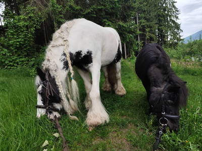 Bild 19 aus  Bauernhof Kieslinger