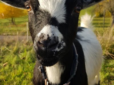 Bild 9 aus  Ferienhof Bohn