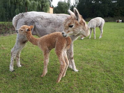 Bild 4 aus  Tiny House trifft Alpaka-Traum – Natururlaub mal anders!