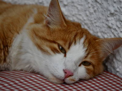 Bild 12 aus  Augustinerhof