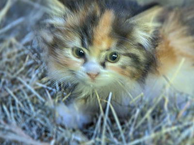 Bild 19 aus  Bauernhof Rützler