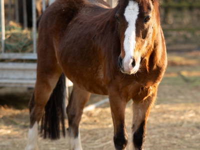 Bild 20 aus  Ferienhaus / Chalet auf dem Gestüt Lohhof mit Kinderreiten oder Pony Reiten