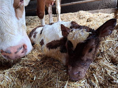 Bild 32 aus  Bauernhof Härtel