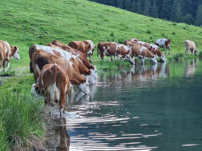 Bild 34 aus  Chalet Ursteinhütte, Almhütte Kelchsau