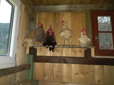 Bild 161 aus  Hoanz´nhof