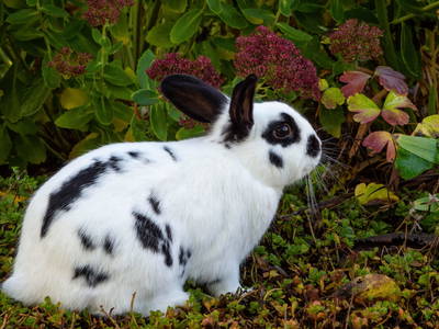 Bild 36 aus  Gästehaus Familie Trachsler