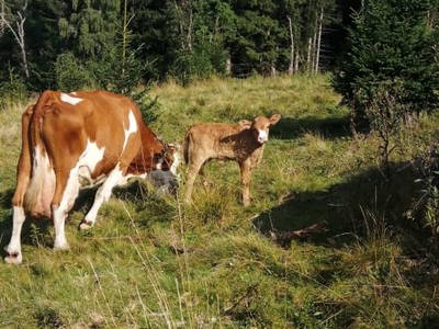 Bild 27 aus  Almchalet Nikola