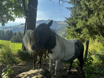 Bild 25 aus Spitalalm
