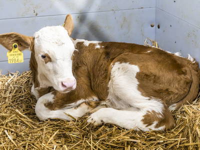 Bild 9 aus  Klinglerbauer
